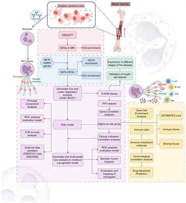Risk score constructed with neutrophil extracellular traps-related genes predicts prognosis and immune microenvironment in multiple myeloma